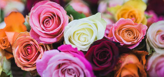 As rosas são uma das flores mais utilizadas no mundo da perfumaria